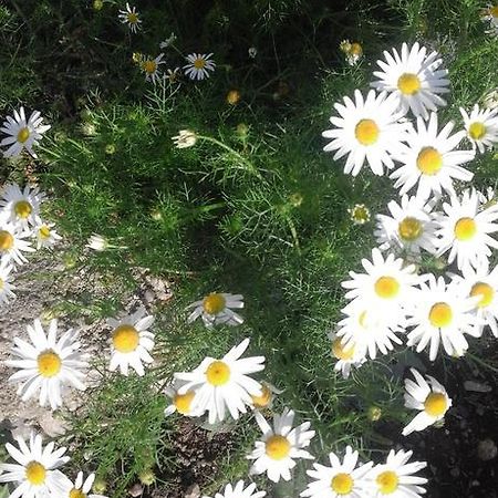 Pensiunea Margareta Sita Buzaului Bagian luar foto