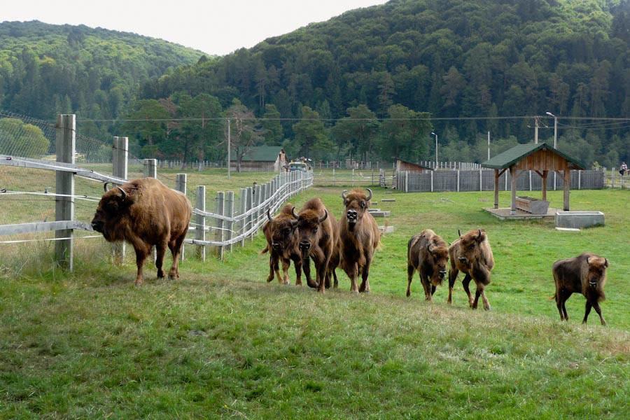Pensiunea Margareta Sita Buzaului Bagian luar foto