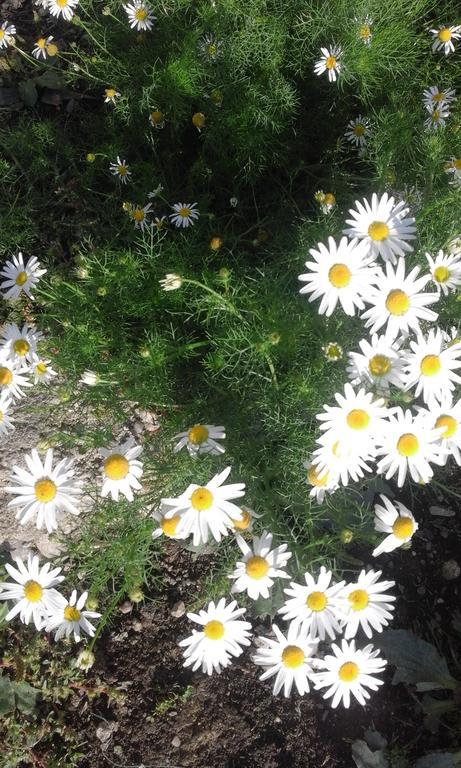 Pensiunea Margareta Sita Buzaului Bagian luar foto